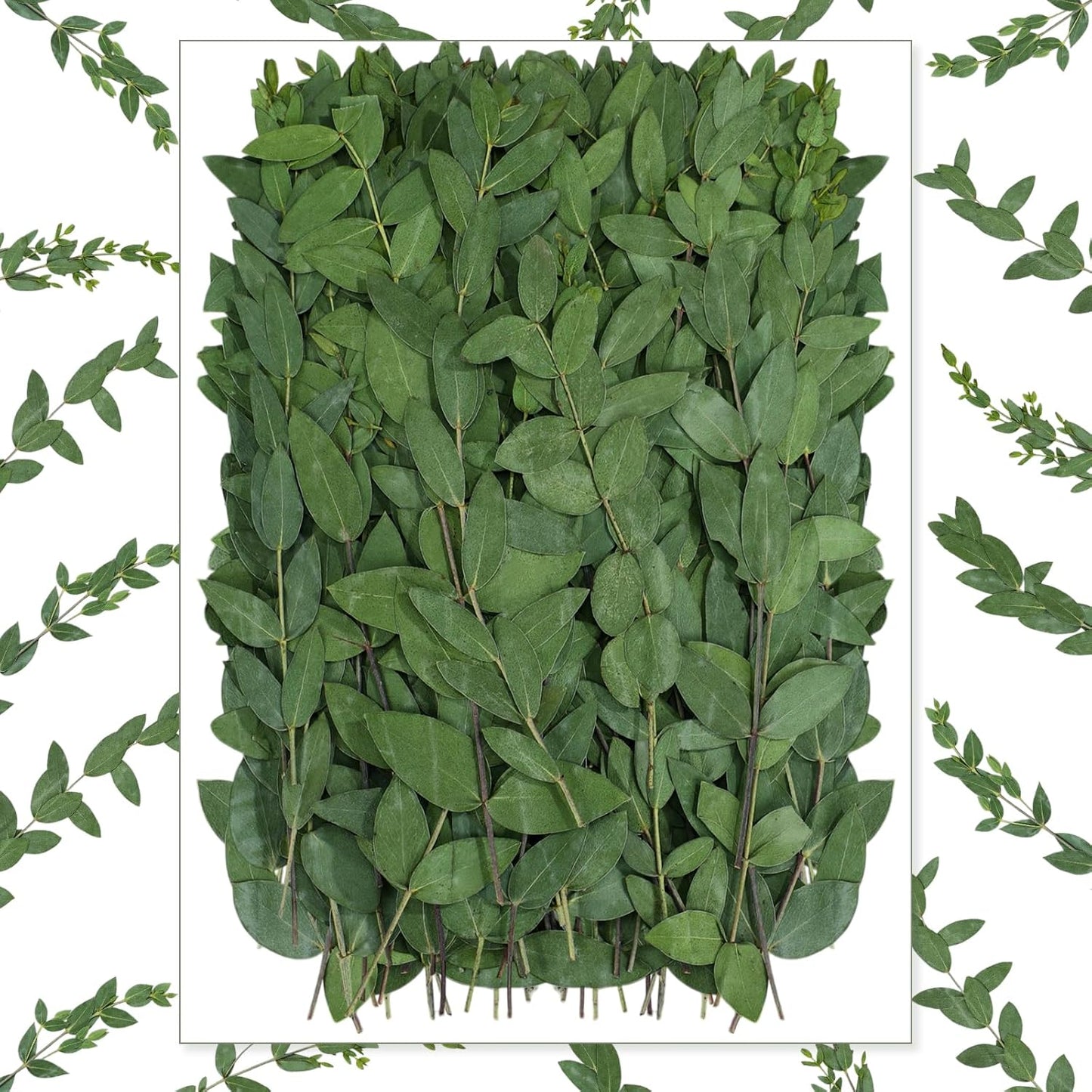 50 Pcs Pressed Dried Eucalyptus Leaves 6 Inch 100% Natural Preserved Real Stems Greenery for DIY Crafts Resin Art Invitations Scrapbook Card Gift Decoration (Green) Green -