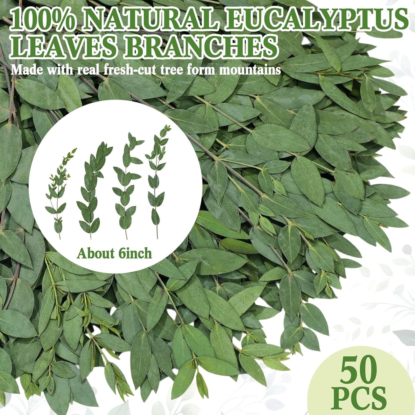50 Pcs Pressed Dried Eucalyptus Leaves 6 Inch 100% Natural Preserved Real Stems Greenery for DIY Crafts Resin Art Invitations Scrapbook Card Gift Decoration (Green) Green -