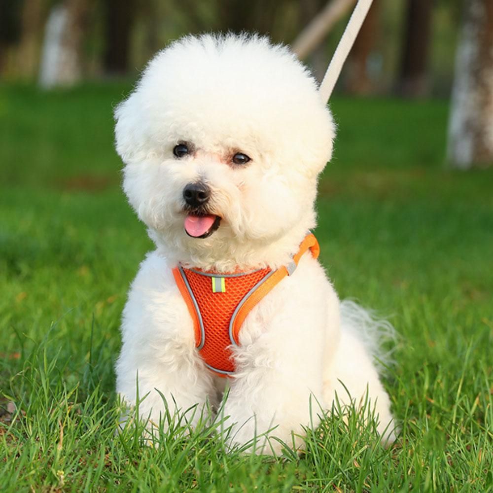 Pet Cat Harness and Leash Set Breathable Vest with Reflective Strip for Kitten Walking Traveling Orange - L
