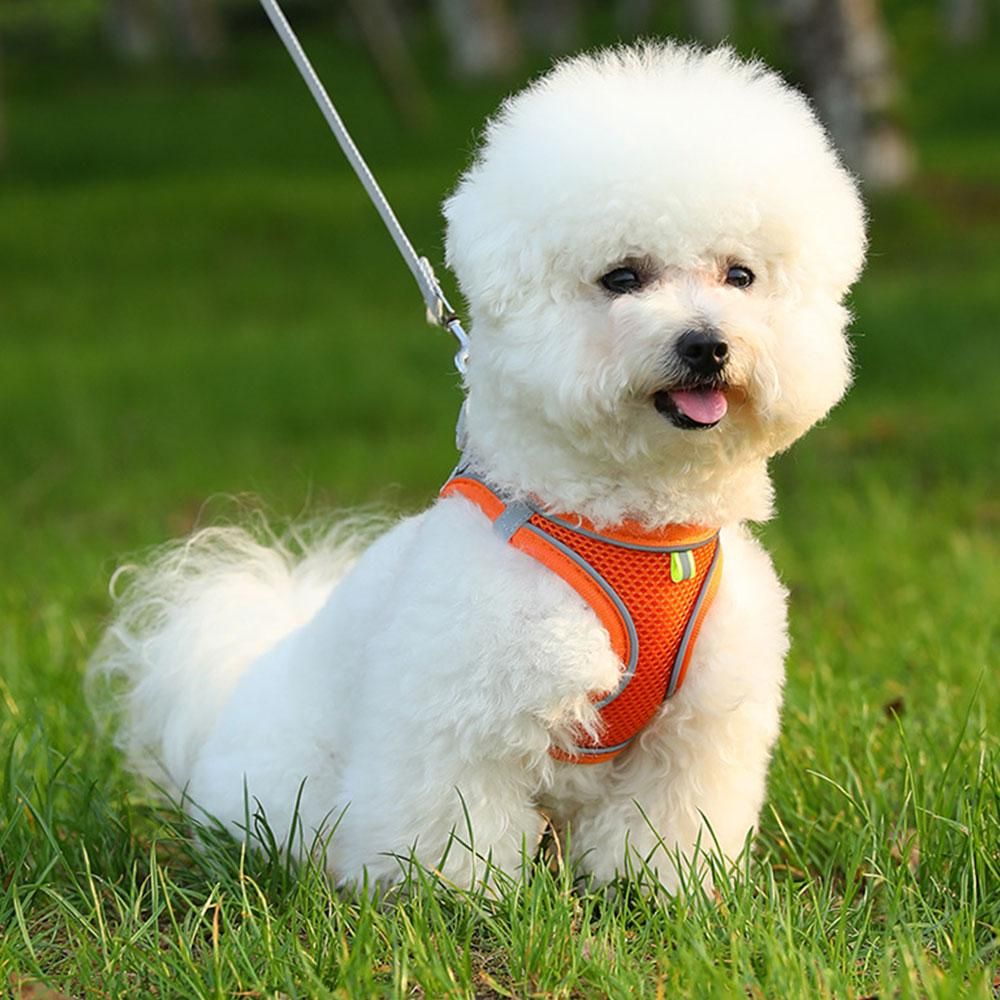 Pet Cat Harness and Leash Set Breathable Vest with Reflective Strip for Kitten Walking Traveling Orange - L