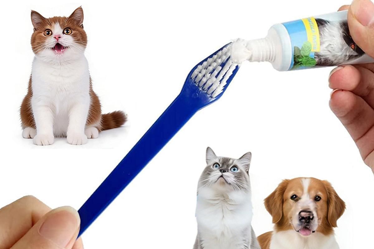 10 Pcs Pet Toothbrush Dual-End Long Handle for Dogs Cats