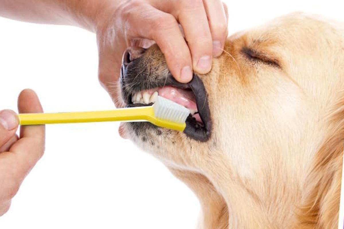10 Pcs Pet Toothbrush Dual-End Long Handle for Dogs Cats