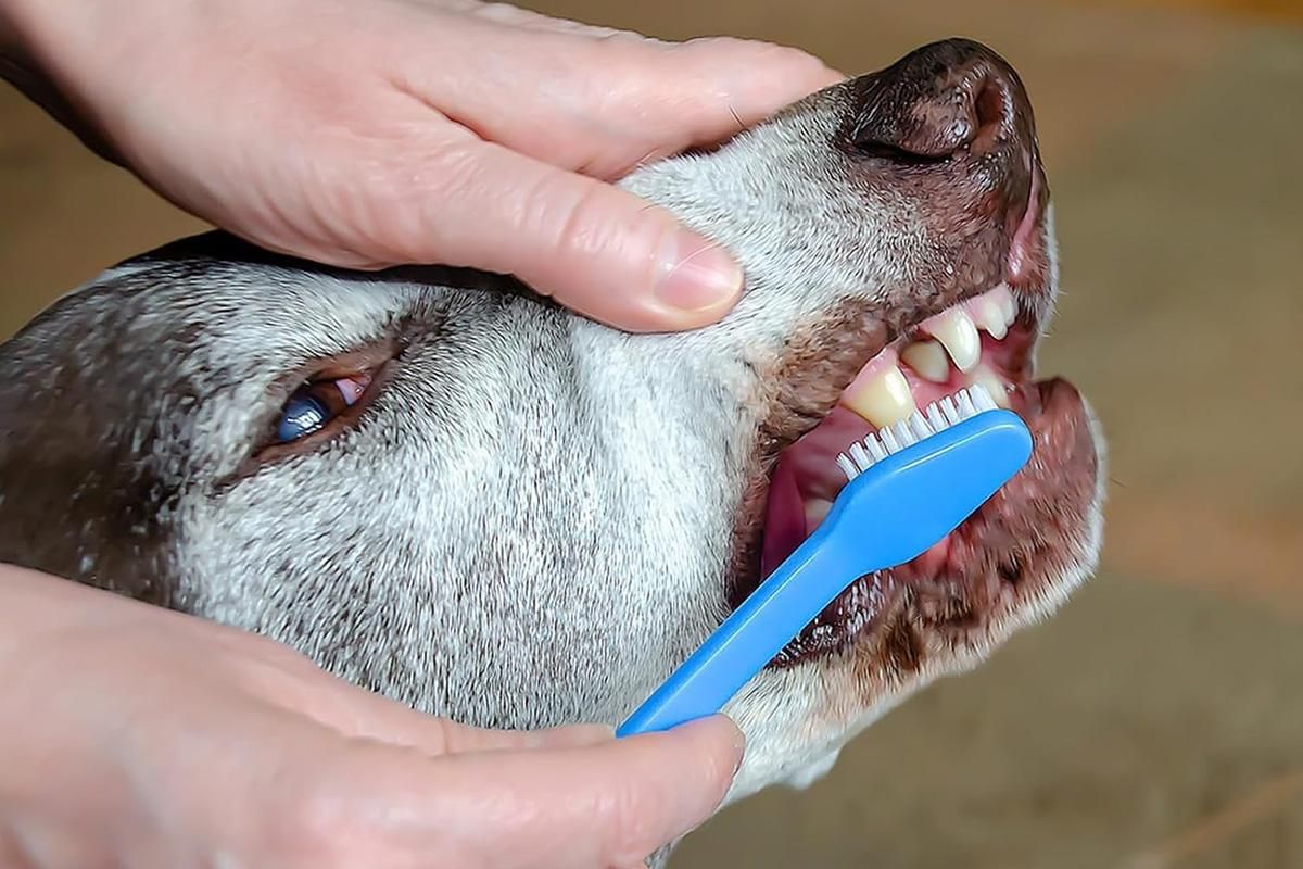 10 Pcs Pet Toothbrush Dual-End Long Handle for Dogs Cats