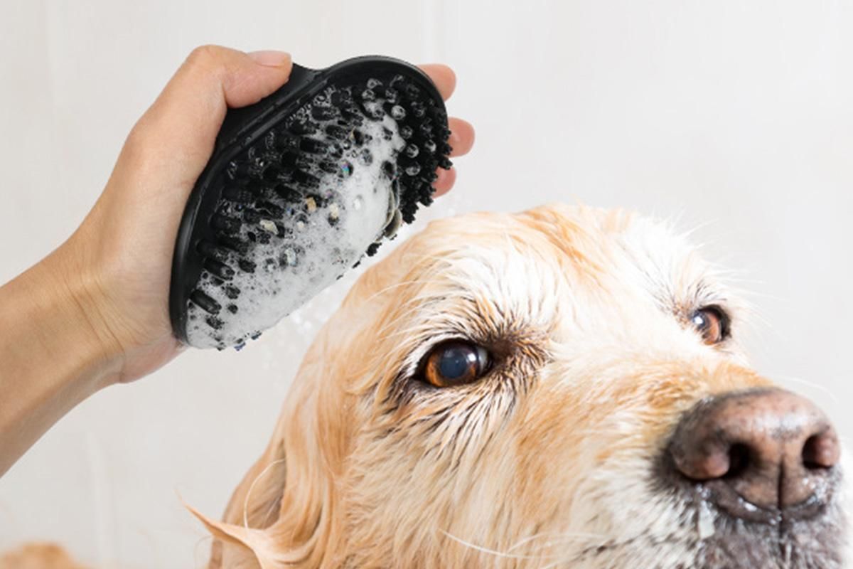 2 Pack Pet Grooming Brush Set Deshedding Double Sided Comb Massage Brush-Black