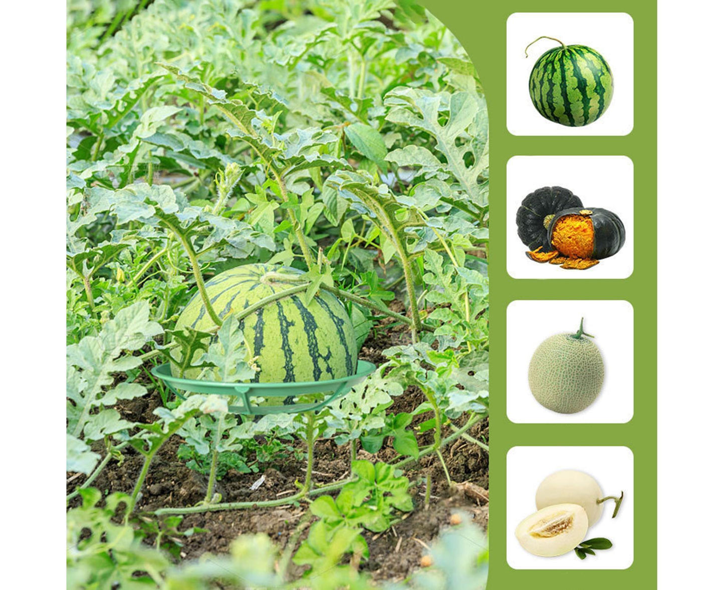 2Pcs Watermelon Growing Holders - Atrovirens L