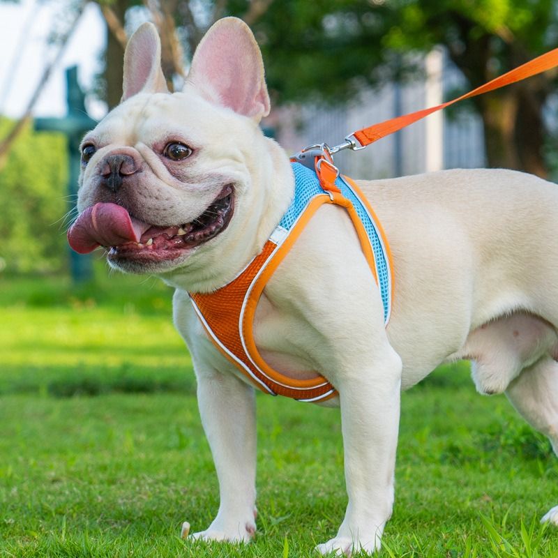 Breathable Reflective Pet Harness Set: Vest-Style Dog Harness + Leash - Orange and Blue-S