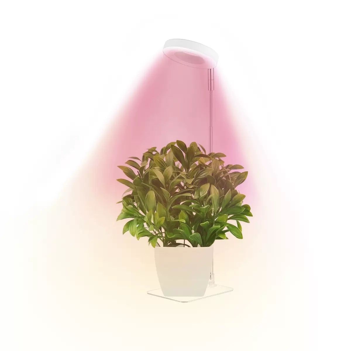 Full Spectrum LED Plant Grow Light with Telescopic Stand, Angel Ring Design, Dimmable Timer & Multi-Mode for Indoor Potted Plants, Succulents, and Home Desktop Decor (3PCS, Warm White Light (Black+Black Base))