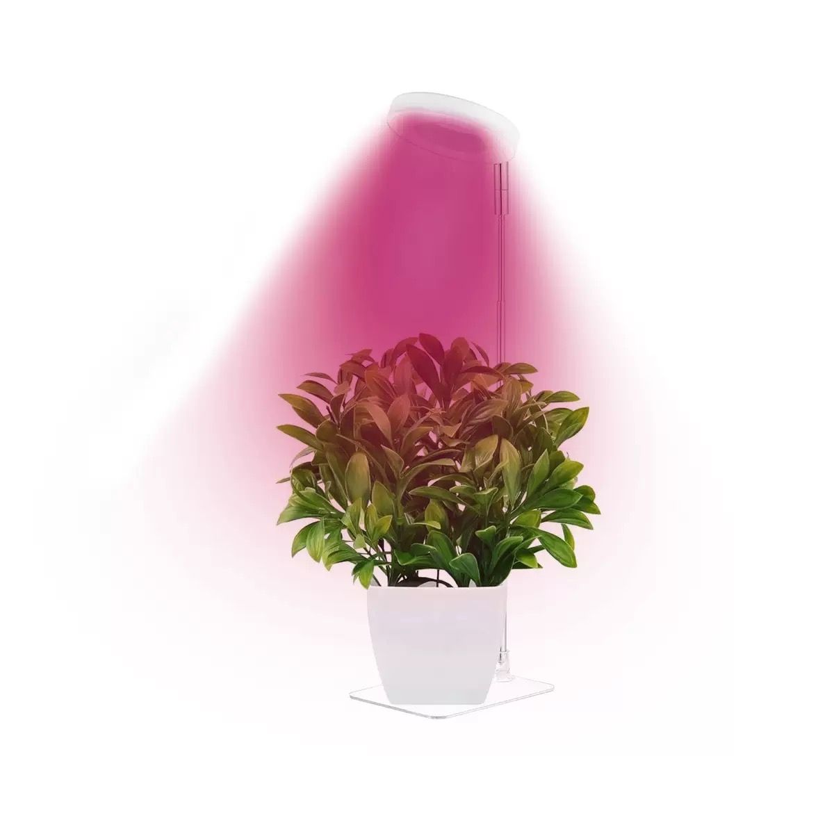 Full Spectrum LED Plant Grow Light with Telescopic Stand, Angel Ring Design, Dimmable Timer & Multi-Mode for Indoor Potted Plants, Succulents, and Home Desktop Decor (3PCS, Red Blue Warm Light （White+Clear Base）)