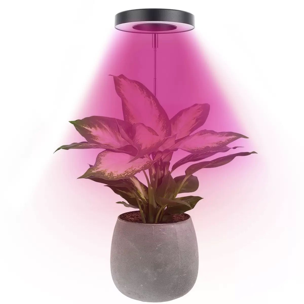 Angel Halo Ring LED Plant Grow Light, Full Spectrum Warm White & Red Blue for Succulents, Flowers, Adjustable Height and Angle, USB Powered Stake Lamp for Indoor Potted Plants (3PCS, Red Blue Warm Light  (Black))