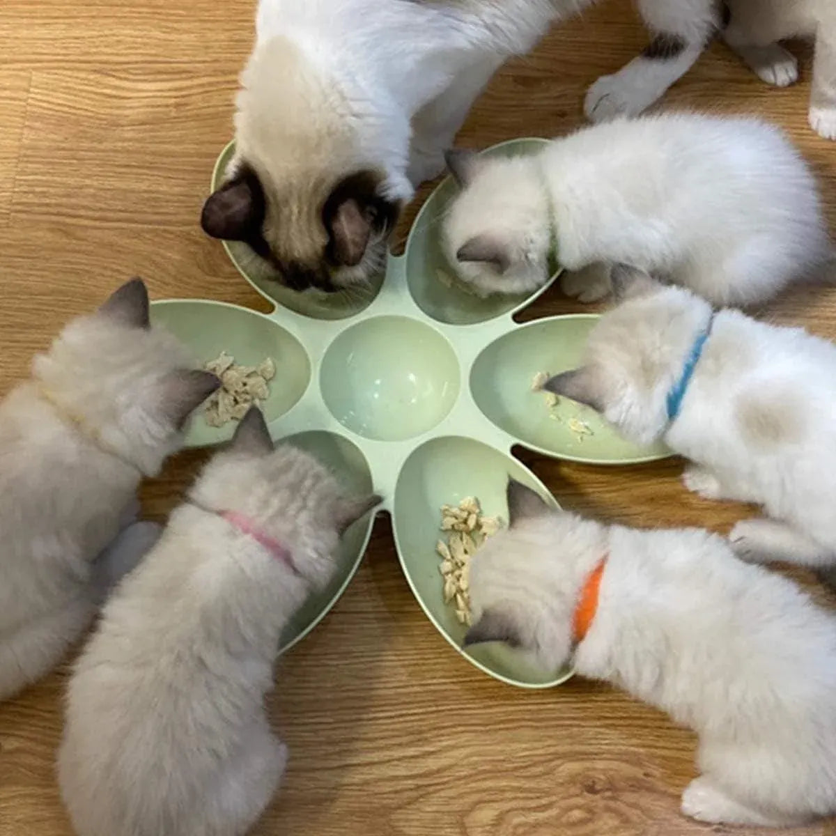 Multi Cat Feeding Bowl Petal Design Kitten Milk Bowl Puppy Dog Food Water Dish - Pink